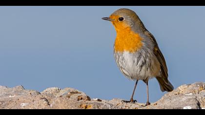 Kızılgerdan » European Robin » Erithacus rubecula