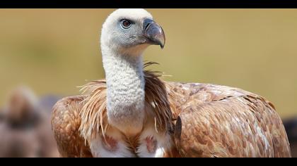 Kızıl akbaba » Griffon Vulture » Gyps fulvus