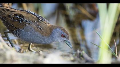 Küçük suyelvesi » Baillon`s Crake » Porzana pusilla