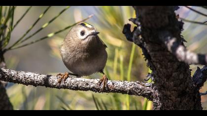 Çalıkuşu » Goldcrest » Regulus regulus 