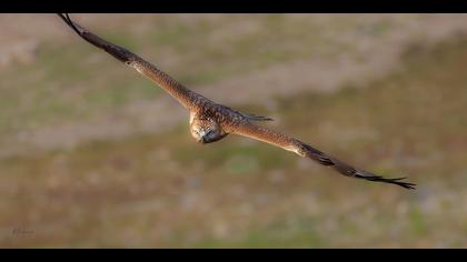 Kızıl şahin » Long-legged Buzzard » Buteo rufinus