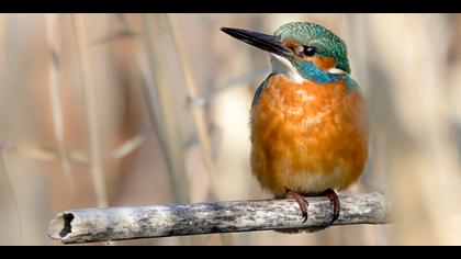 Yalıçapkını » Common Kingfisher » Alcedo atthis