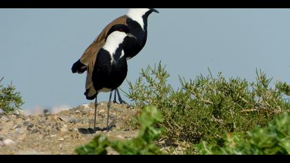 Mahmuzlu kızkuşu » Spur-winged Lapwing » Vanellus spinosus