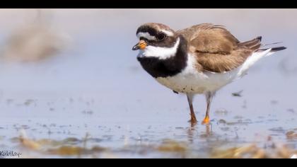 Halkalı cılıbıt » Common Ringed Plover » Charadrius hiaticula