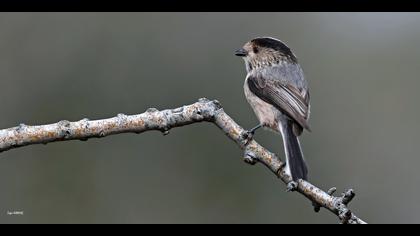 Uzunkuyruklu baştankara » Long-tailed Tit » Aegithalos caudatus