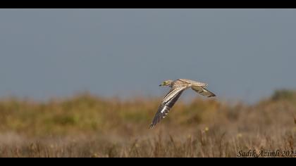 Kocagöz » Eurasian Stone-curlew » Burhinus oedicnemus