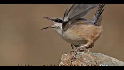 Kaya sıvacısı » Western Rock Nuthatch » Sitta neumayer