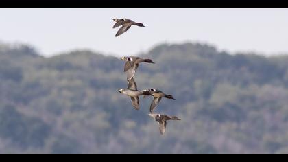 Çamurcun » Eurasian Teal » Anas crecca