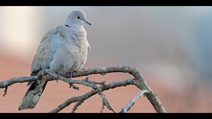 Kumru » Eurasian Collared Dove » Streptopelia decaocto