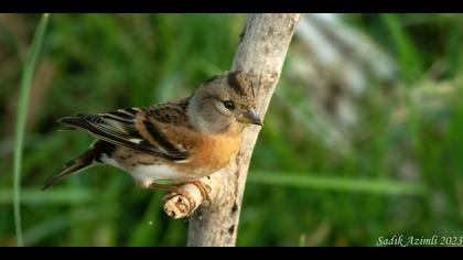 Dağ ispinozu » Brambling » Fringilla montifringilla