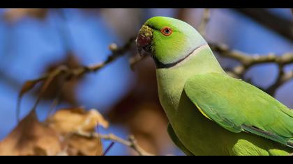 Yeşil papağan » Rose-ringed Parakeet » Psittacula krameri