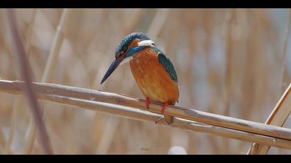 Yalıçapkını » Common Kingfisher » Alcedo atthis