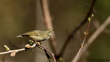 Akkaşlı çıvgın » Hume`s Leaf Warbler » Phylloscopus humei