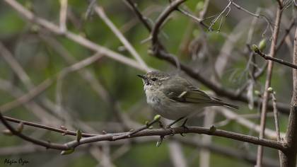 Akkaşlı çıvgın » Hume`s Leaf Warbler » Phylloscopus humei