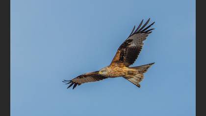 Red Kite