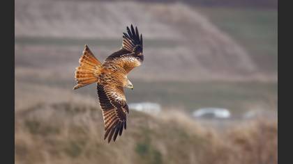 Red Kite