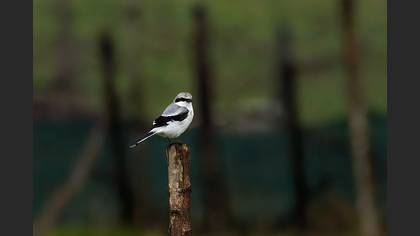 Great Grey Shrike