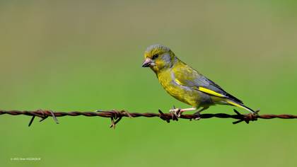 Florya » European Greenfinch » Chloris chloris