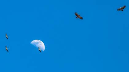 Leylek » White Stork » Ciconia ciconia