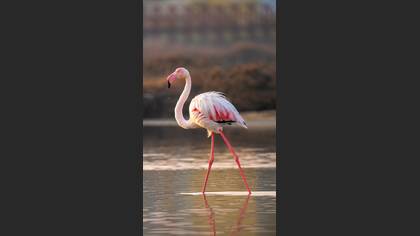 Flamingo