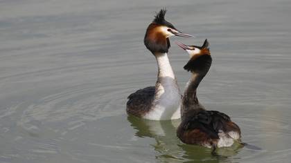 Bahri » Great Crested Grebe » Podiceps cristatus