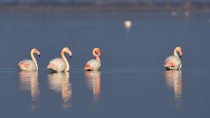 Flamingo