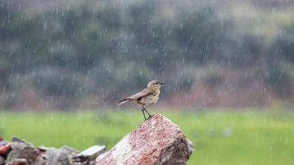 Boz kuyrukkakan » Isabelline Wheatear » Oenanthe isabellina