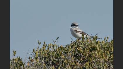 Great Grey Shrike