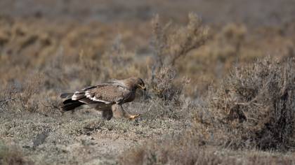 Steppe Eagle