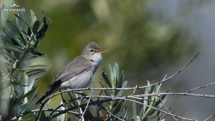 Zeytin mukallidi