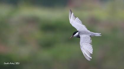 Bıyıklı sumru » Whiskered Tern » Chlidonias hybrida