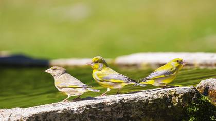 Florya » European Greenfinch » Chloris chloris