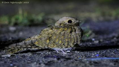 Çöl çobanaldatanı » Egyptian Nightjar » Caprimulgus aegyptius
