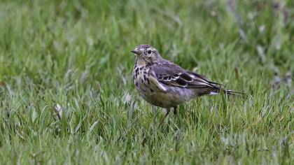 Pasifik incirkuşu » Buff-bellied Pipit » Anthus japonicus