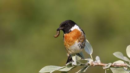 Taşkuşu » European Stonechat » Saxicola rubicola