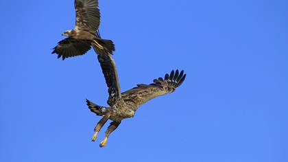 Akkuyruklu kartal » White-tailed Eagle » Haliaeetus albicilla