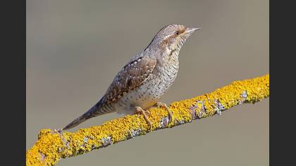 Boyunçeviren