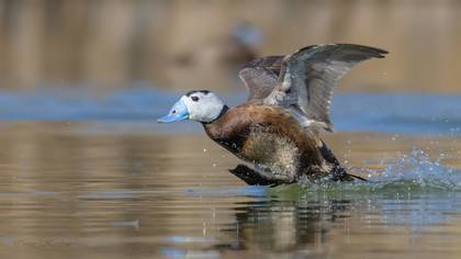 Dikkuyruk » White-headed Duck » Oxyura leucocephala