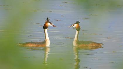 Bahri » Great Crested Grebe » Podiceps cristatus