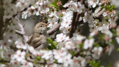 Sazak mukalliti » Sykes`s Warbler » Iduna rama