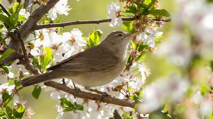 Sykes`s Warbler