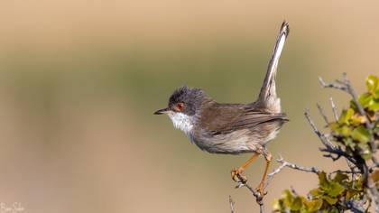 Maskeli Ötleğen » Sardinian Warbler » Sylvia melanocephala