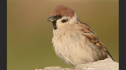 Ağaç serçesi