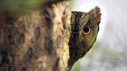 İshakkuşu » Eurasian Scops Owl » Otus scops
