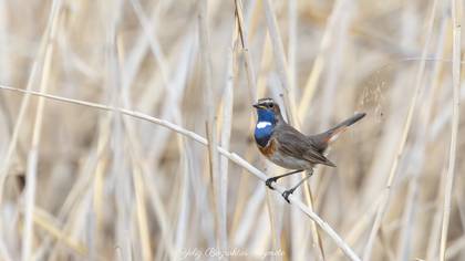 Mavigerdan » Bluethroat » Luscinia svecica