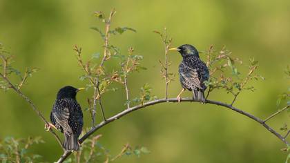 Sığırcık » Common Starling » Sturnus vulgaris