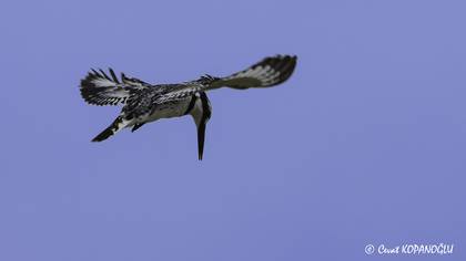 Alaca yalıçapkını » Pied Kingfisher » Ceryle rudis