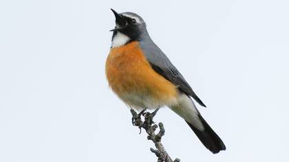 Taşbülbülü » White-throated Robin » Irania gutturalis