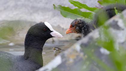 Sakarmeke » Eurasian Coot » Fulica atra