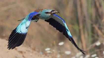 Gökkuzgun » European Roller » Coracias garrulus